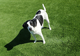 Pet waste and odor treatment for artificial grass