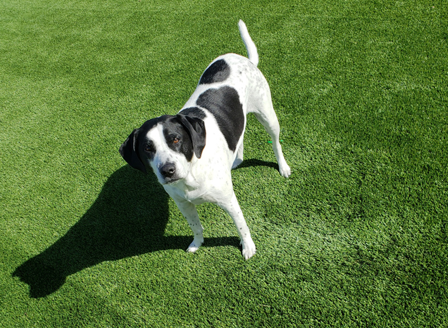 artificial turf for pets